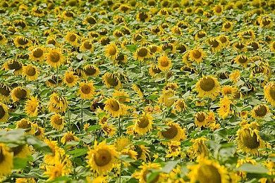 国产游戏《三伏》首周优惠价40.5元 Switch版评估中